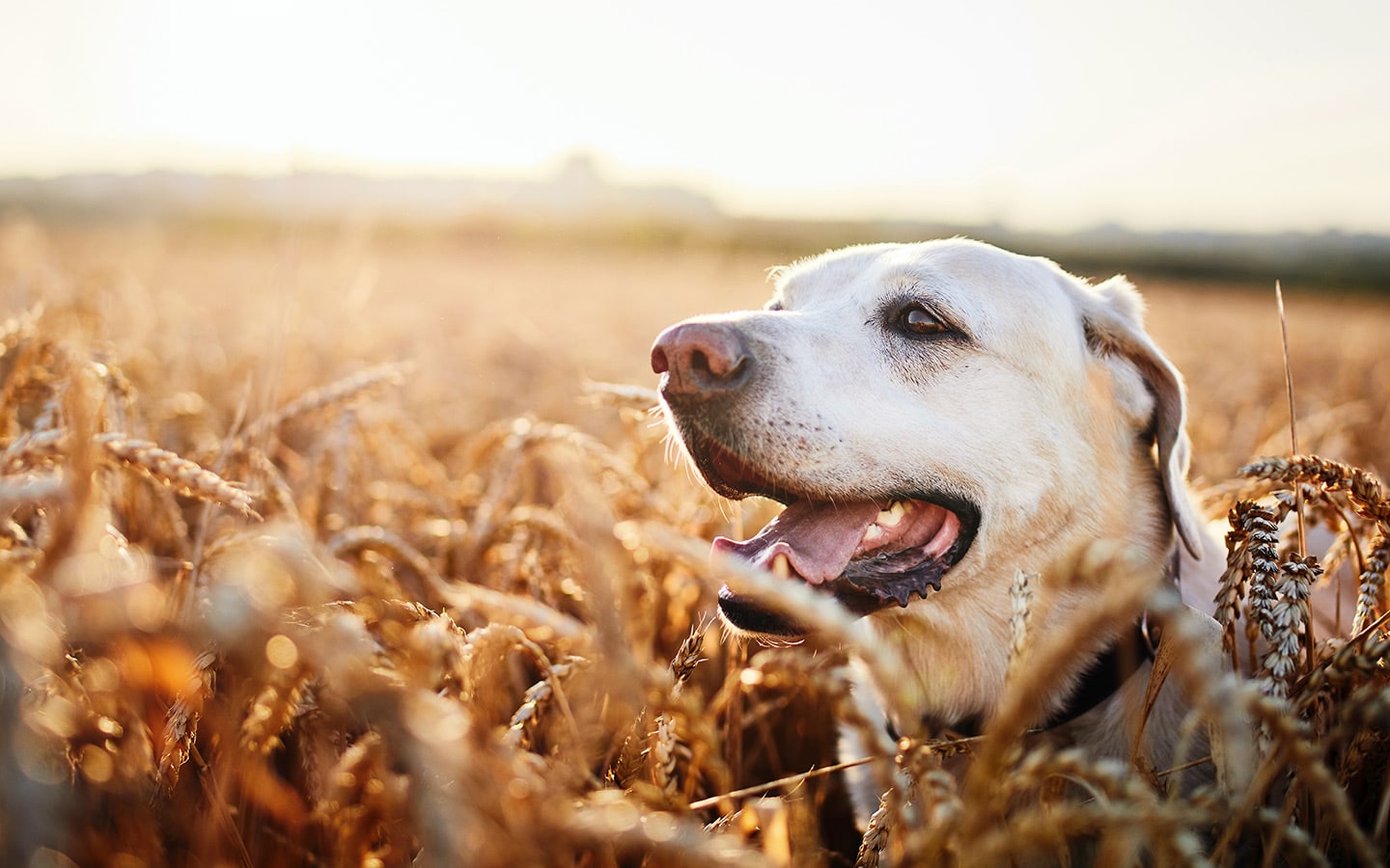 Dog in a field of Grain